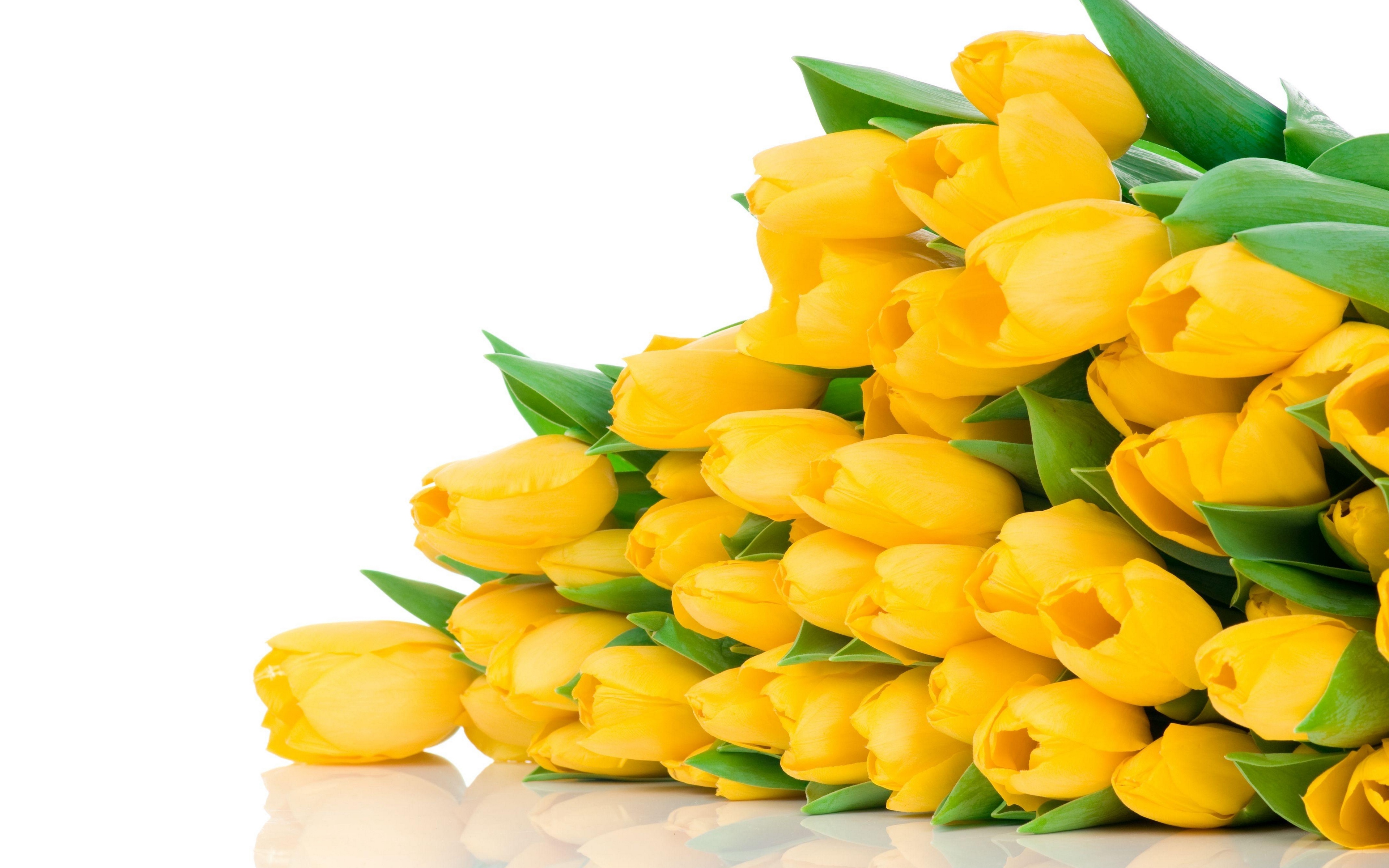 Желтые цветы которые дарят на 8. Тюльпан Лимончелло. Лаймовые тюльпаны. Букет тюльпанов. Желтые тюльпаны.